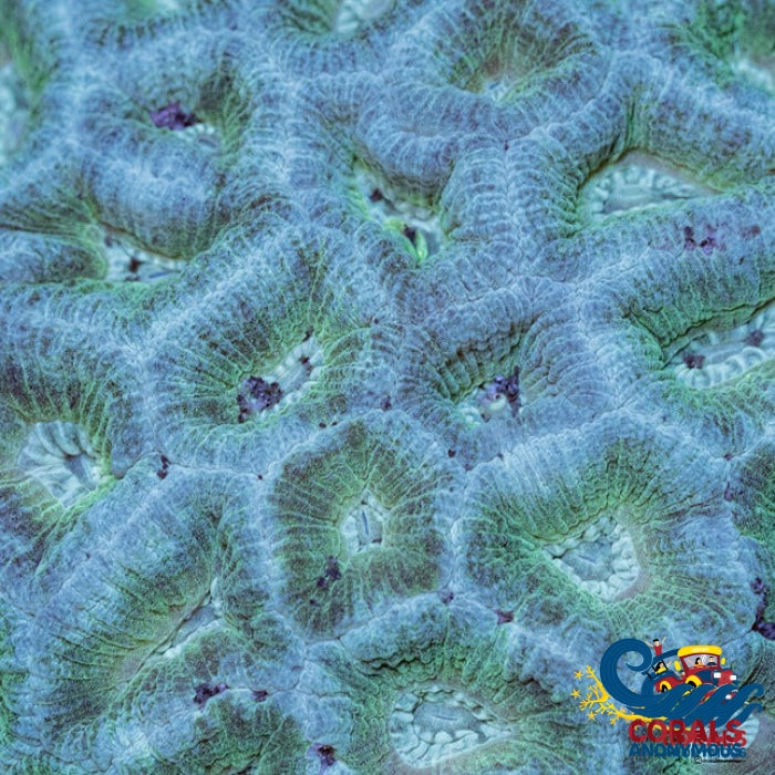 Teal Green Favia (2-3 Polyps) Favia