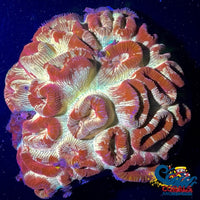 Trojan Barabottia (2-3 Polyps) Favia
