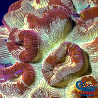 Trojan Barabottia (2-3 Polyps) Favia

