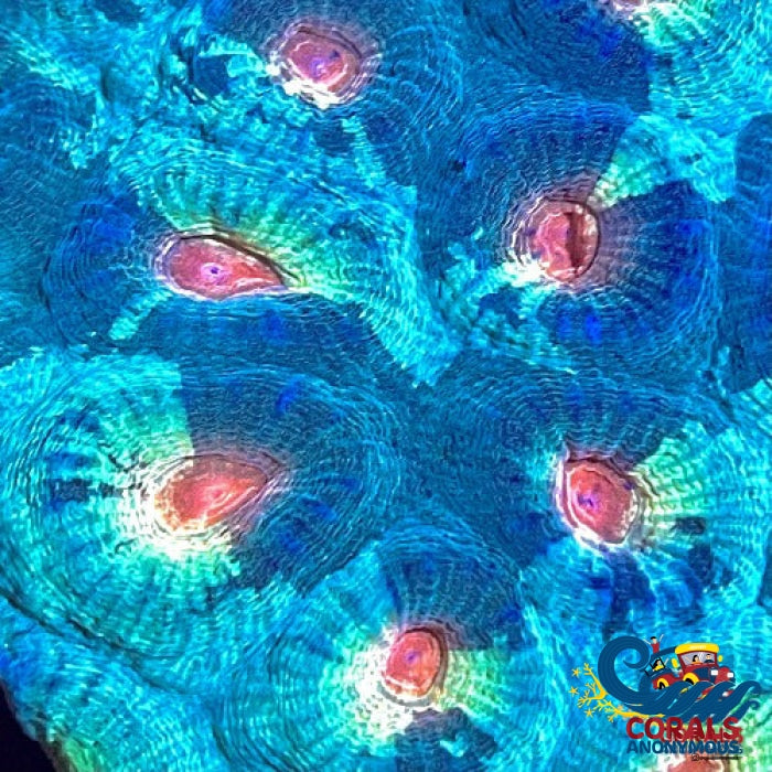Watermelon Favia (2-3 Polyps) Favia