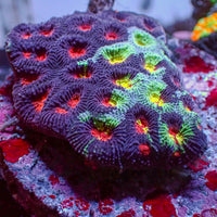 Wonka Rainbow Favia (2-3 Polyps) - Corals Anonymous
