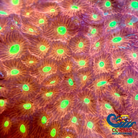 Aussie Atomic War Coral Favites (0.5-1 Frag) Favites
