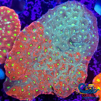 Aussie Two Faced War Coral Favites (0.5-1 Frag) Favites
