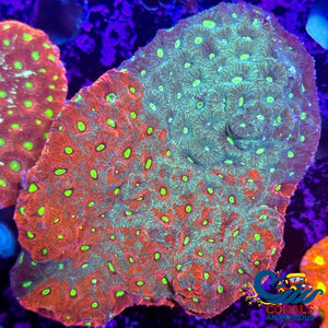 Aussie Two Faced War Coral Favites (0.5-1 Frag) Favites
