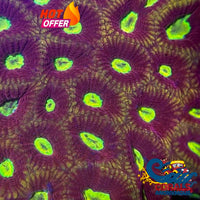 Jester Favites (1 Frag) Favites
