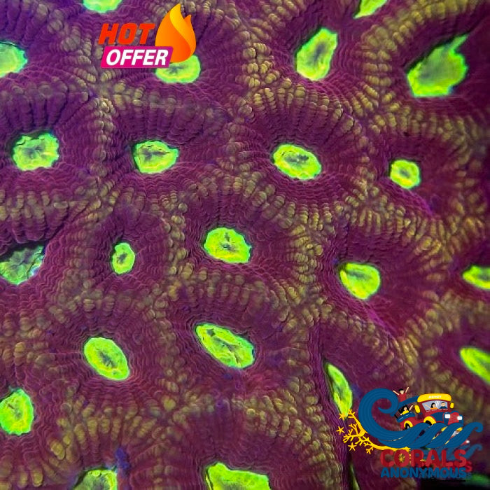 Jester Favites (1 Frag) Favites