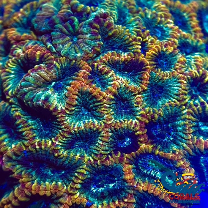 Rainbow Orange Sunkist Favites (1 Frag) Favites