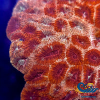 Spartan Favites (2-3 Polyps) Favites

