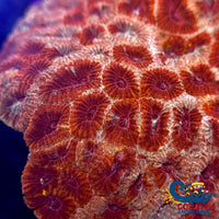 Spartan Favites (2-3 Polyps) Favites
