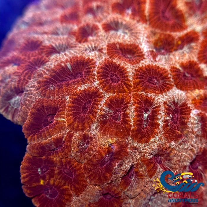Spartan Favites (2-3 Polyps) Favites