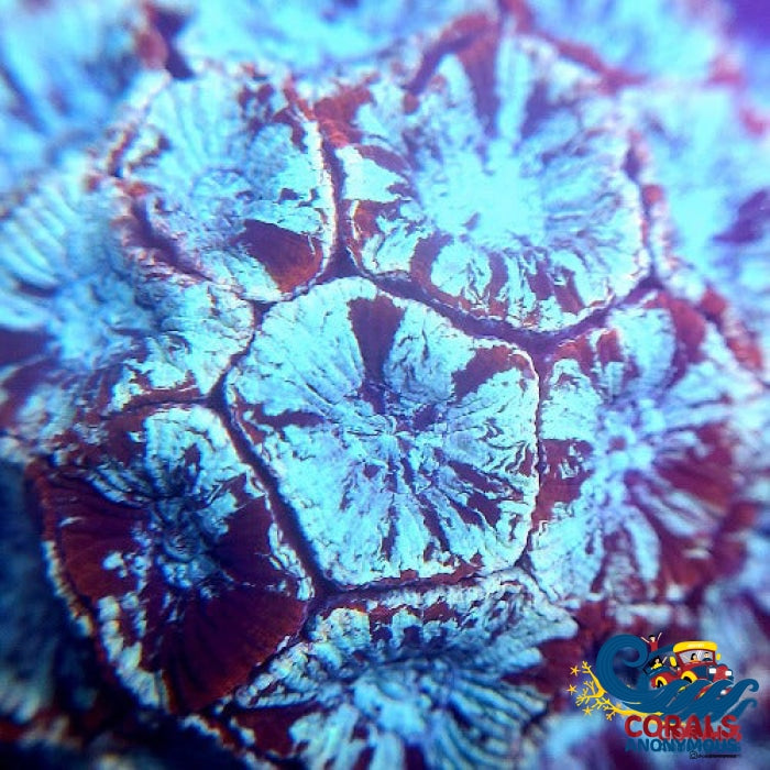 Teal Splash Favites (1 Frag) Favites