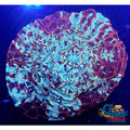 Teal Splash Favites (1 Frag) Favites