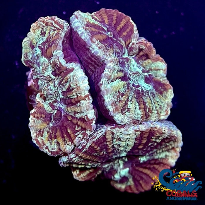 Tiger Favites (1 Frag) Favites