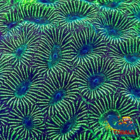 Toxic Waste Favites (1 Frag) Favites
