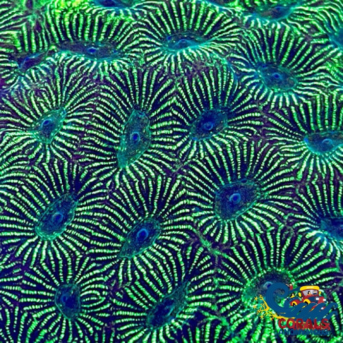 Toxic Waste Favites (1 Frag) Favites