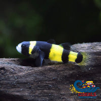 Saltwater Bumblebee Goby Fish
