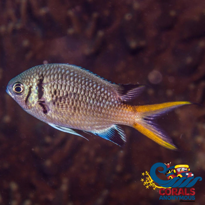 Pacific Double Bar Chromis Fish