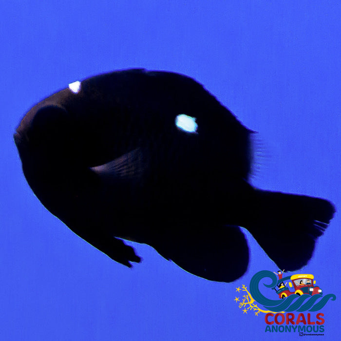 Ready Three Spot Domino Damselfish (Dascyllus Trimaculatus) Fish