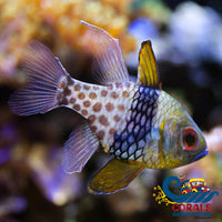  Pajama Cardinalfish (1-2) Fish