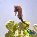 Dwarf Seahorse Fish