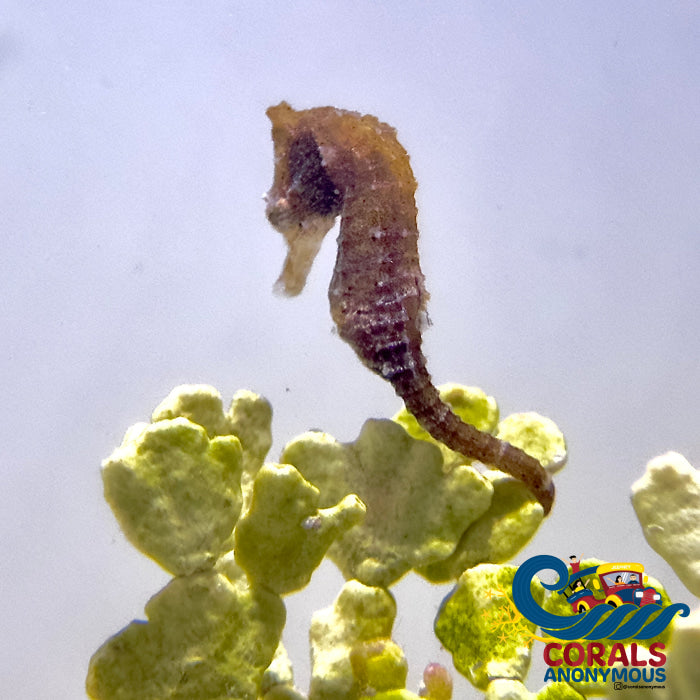 Dwarf Seahorse Fish