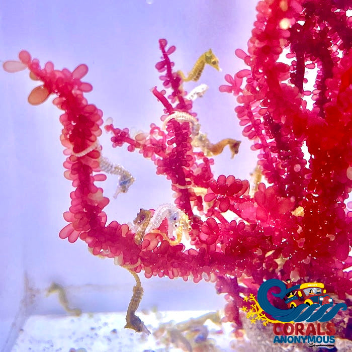 Dwarf Seahorse 15 Seahorses (Community Pack) Fish