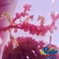 Dwarf Seahorse 5 Seahorses (Family Pack) Fish