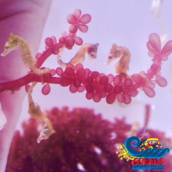 Dwarf Seahorse 5 Seahorses (Family Pack) Fish
