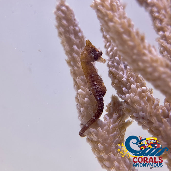 Dwarf Seahorse Fish
