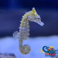 Dwarf Seahorse Fish