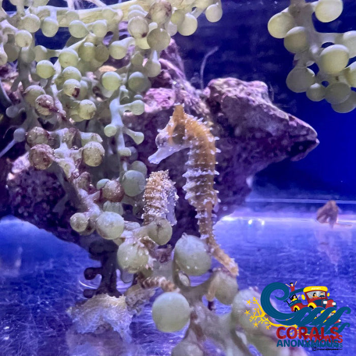 Dwarf Seahorse Fish