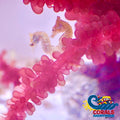 Dwarf Seahorse Fish