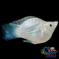 Saltwater Silver Balloon Belly Molly Fish
