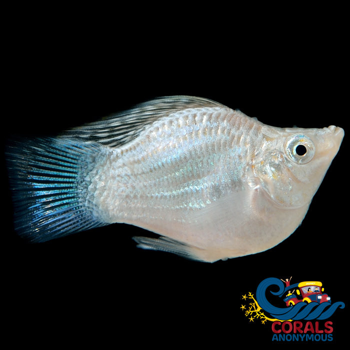 Saltwater Silver Balloon Belly Molly Fish