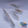 Saltwater Silver Balloon Belly Molly Fish