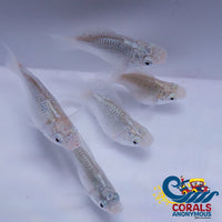 Saltwater Silver Balloon Belly Molly Fish