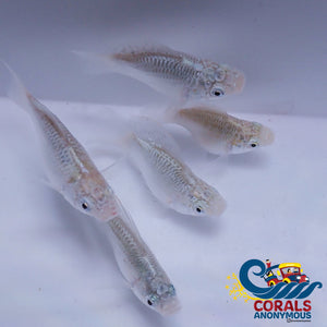 Saltwater Silver Balloon Belly Molly Fish