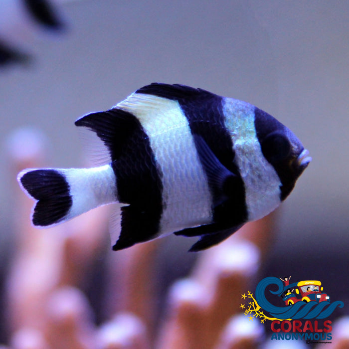 Three Stripe Damselfish (1-1.5’) Fish