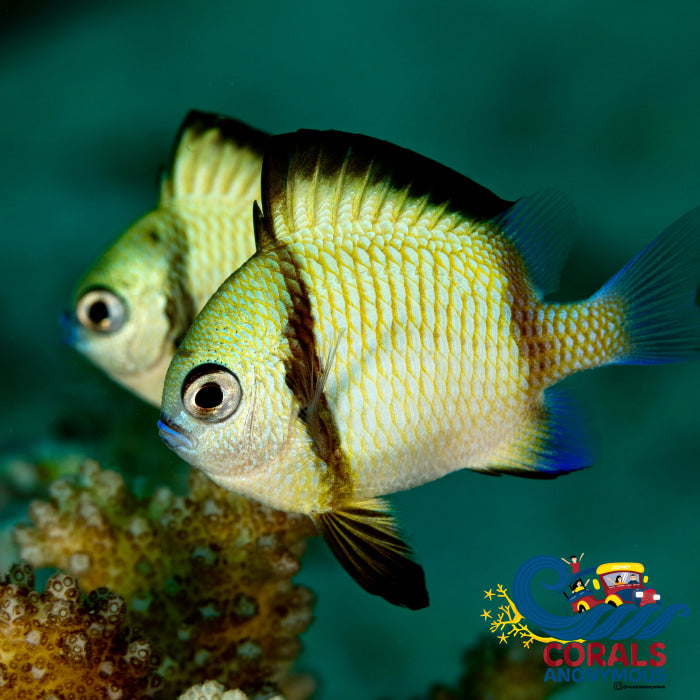 Two Stripe Damselfish (Dascyllus Aruanus) Fish