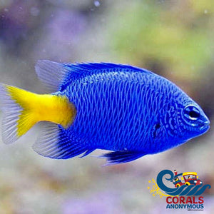 Yellow-Tail Blue Damselfish (Chrysiptera Parasema) Fish