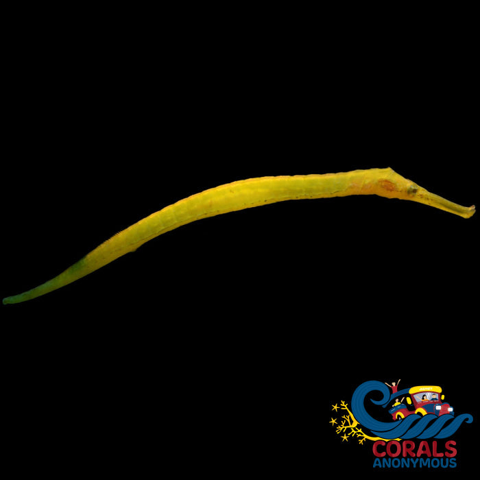 Alligator Pipefish (6-10) Fish