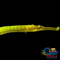 Alligator Pipefish (6-10) Fish
