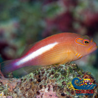 Arc Eye Hawkfish (1.5-3’) Fish