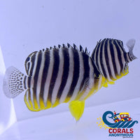 Barred Angelfish (Paracentropyge Multifasciata) Fish
