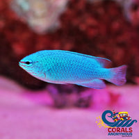 Blue Damselfish (Chrysiptera Cyanea) Fish