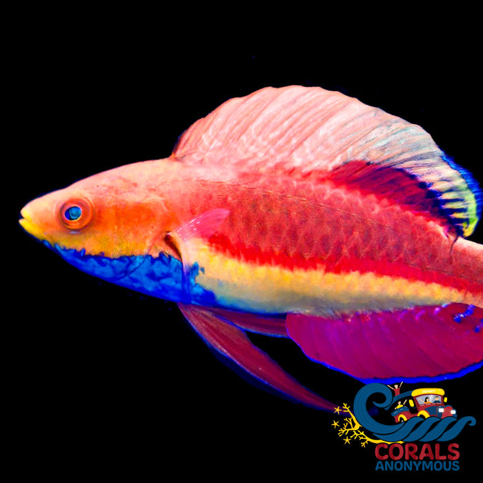 Blue Throat Fairy Wrasse - Male (Cirrhilabrus Cyanogularis) Fish