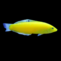 Canary Wrasse 2
