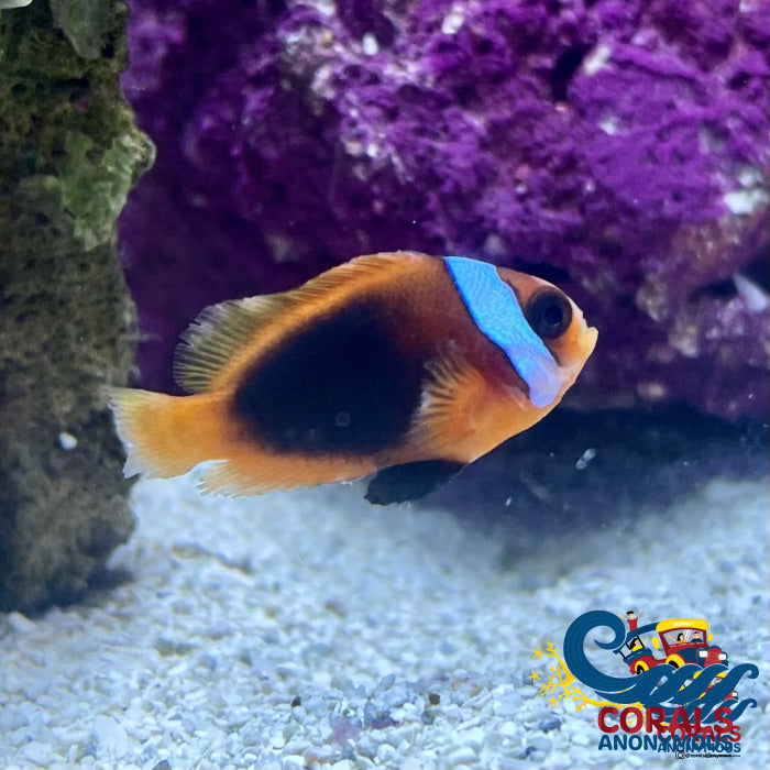 Cinnamon Clownfish Aquacultured Fish