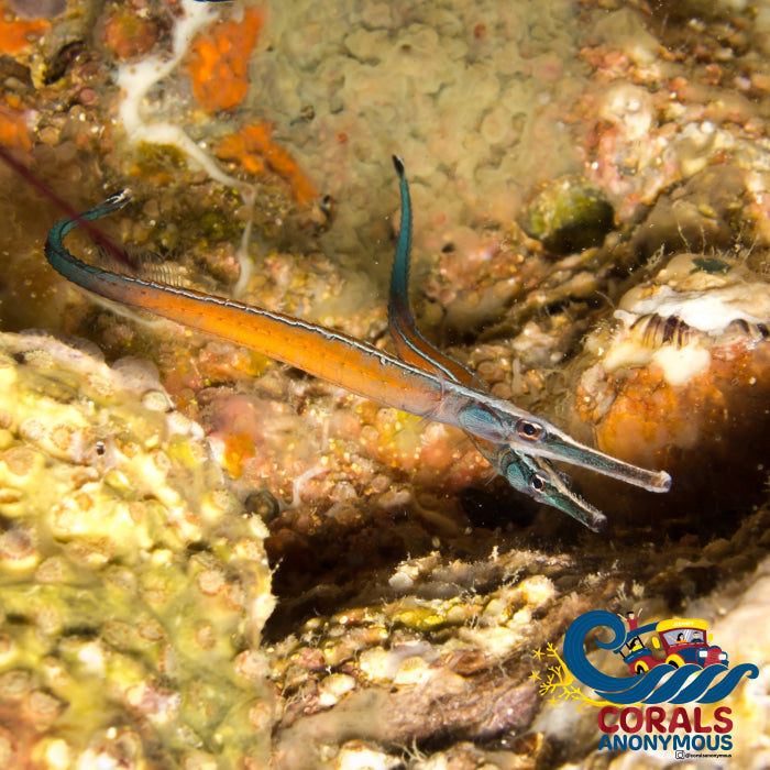 Cleaner Pipe Fish 3-5"