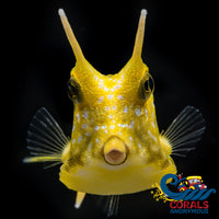 Cow Fish (Lactoria Cornuta) Fish